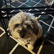 Bear joined the competition — help win amazing prizes! animal, black_and_white, calm, carpet, companion, cute, dog, domestic, floor, fluffy, fur, glass_table, indoor, indoors, looking_up, patterned_rug, pet, small_dog, table, waiting