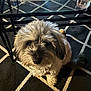 animal, black_and_white, calm, carpet, companion, cute, dog, domestic, floor, fluffy, fur, glass_table, indoor, indoors, looking_up, patterned_rug, pet, small_dog, table, waiting