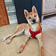 Baïko participe au concours pour gagner de l'argent avec cette photo : animal, black_nose, brown_fur, cabinet, cream_fur, cute, dog, furniture, happy, indoor, lying_down, pet, pointed_ears, portrait, puppy, red_harness, shiba_inu, sitting, stone_wall, wooden_floor