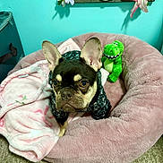 Nova is registered to the contest to win money with this photo: dog, french_bulldog, pet, animal, portrait, sitting, bed, pet_bed, pink, blanket, clothing, dinosaur_toy, stuffed_animal, indoor, bedroom, turquoise_wall, flowers, home_decor, carpet, front_facing