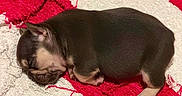 Nova joined the competition — help win amazing prizes! puppy, dog, sleeping, small_dog, brown_and_tan, curled_up, animal, pet, cute, furry, closed_eyes, paws, blanket, red, white, indoors, resting, side_view, cozy, portrait