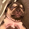 Nova joined the competition — help win amazing prizes! dog, puppy, pug, sleeping, sleepy, wrinkles, face, muzzle, nose, eyes, brown, black, fawn, couch, sofa, indoor, close_up, portrait, cozy, cute
