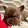 puppy, dog, sleeping, wrinkled, french_bulldog, brown, animal, pet, cute, resting, blanket, textile, indoors, close_up, portrait, ears, muzzle, paws, cozy, nap