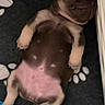 Nova is registered to the contest to win money with this photo: puppy, dog, sleeping, lying_down, belly_up, wrinkled, brown, white, short_hair, pet, indoors, blanket, paw_print, floor, furniture, relaxed, cute, portrait, animal, close_up