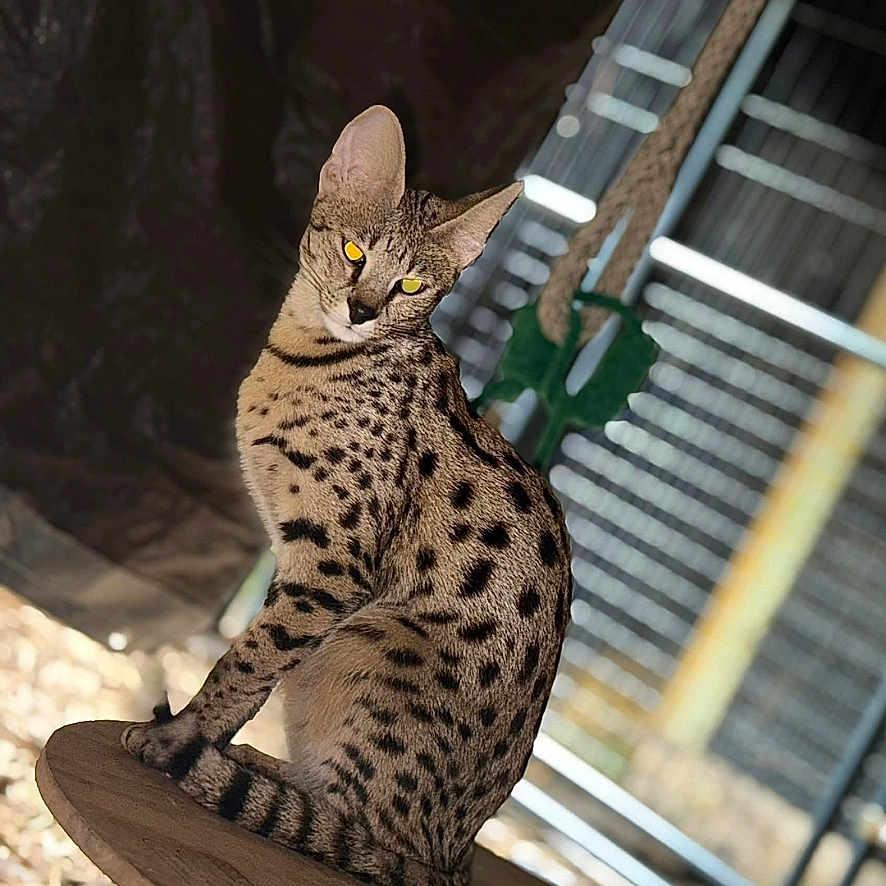 Fluffy joined the competition — help win amazing prizes! cat, animal, spotted, sitting, wooden_spool, outdoor, fence, metal, shade, curious, yellow_eyes, ears, fur, pet, wild, alert, portrait, nature, domestic_cat, background