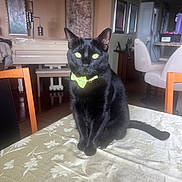 Leo is registered to the contest to win money with this photo: black_cat, cat, bow_tie, table, tablecloth, indoor, living_room, piano, chair, furniture, pet, animal, portrait, sitting, green_bow_tie, shiny_fur, bright_eyes, decor, wood_floor, artwork