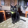 black_cat, cat, bow_tie, table, tablecloth, indoor, living_room, piano, chair, furniture, pet, animal, portrait, sitting, green_bow_tie, shiny_fur, bright_eyes, decor, wood_floor, artwork