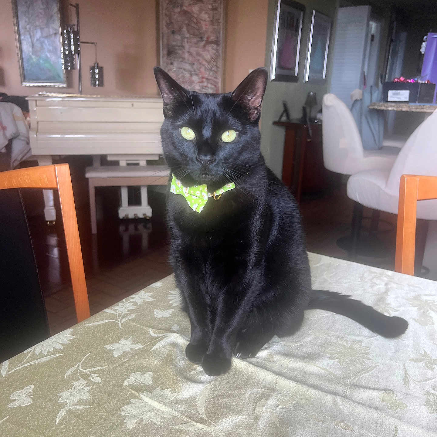 Leo is registered to the contest to win money with this photo: black_cat, cat, bow_tie, table, tablecloth, indoor, living_room, piano, chair, furniture, pet, animal, portrait, sitting, green_bow_tie, shiny_fur, bright_eyes, decor, wood_floor, artwork