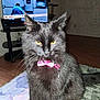 animal_portrait, black_cat, cat, close_up, collar, domestic_animal, furniture, indoor, living_room, man_on_tv, marble_table, pet, pink_bow_tie, police_tape, television, tv_screen, wall, window, wooden_floor, yellow_eyes