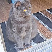 Sir Duke joined the competition — help win amazing prizes! cat, gray_cat, fluffy, pet, animal, indoor, floor, mat, striped_mat, doorway, wood_floor, feline, sitting, looking_away, amber_eyes, whiskers, ears, paws, domestic_cat, curious