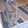 cat, gray_cat, fluffy, pet, animal, indoor, floor, mat, striped_mat, doorway, wood_floor, feline, sitting, looking_away, amber_eyes, whiskers, ears, paws, domestic_cat, curious