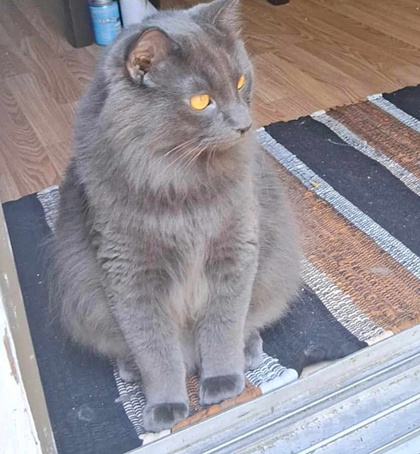 Sir Duke joined the competition — help win amazing prizes! cat, gray_cat, fluffy, pet, animal, indoor, floor, mat, striped_mat, doorway, wood_floor, feline, sitting, looking_away, amber_eyes, whiskers, ears, paws, domestic_cat, curious