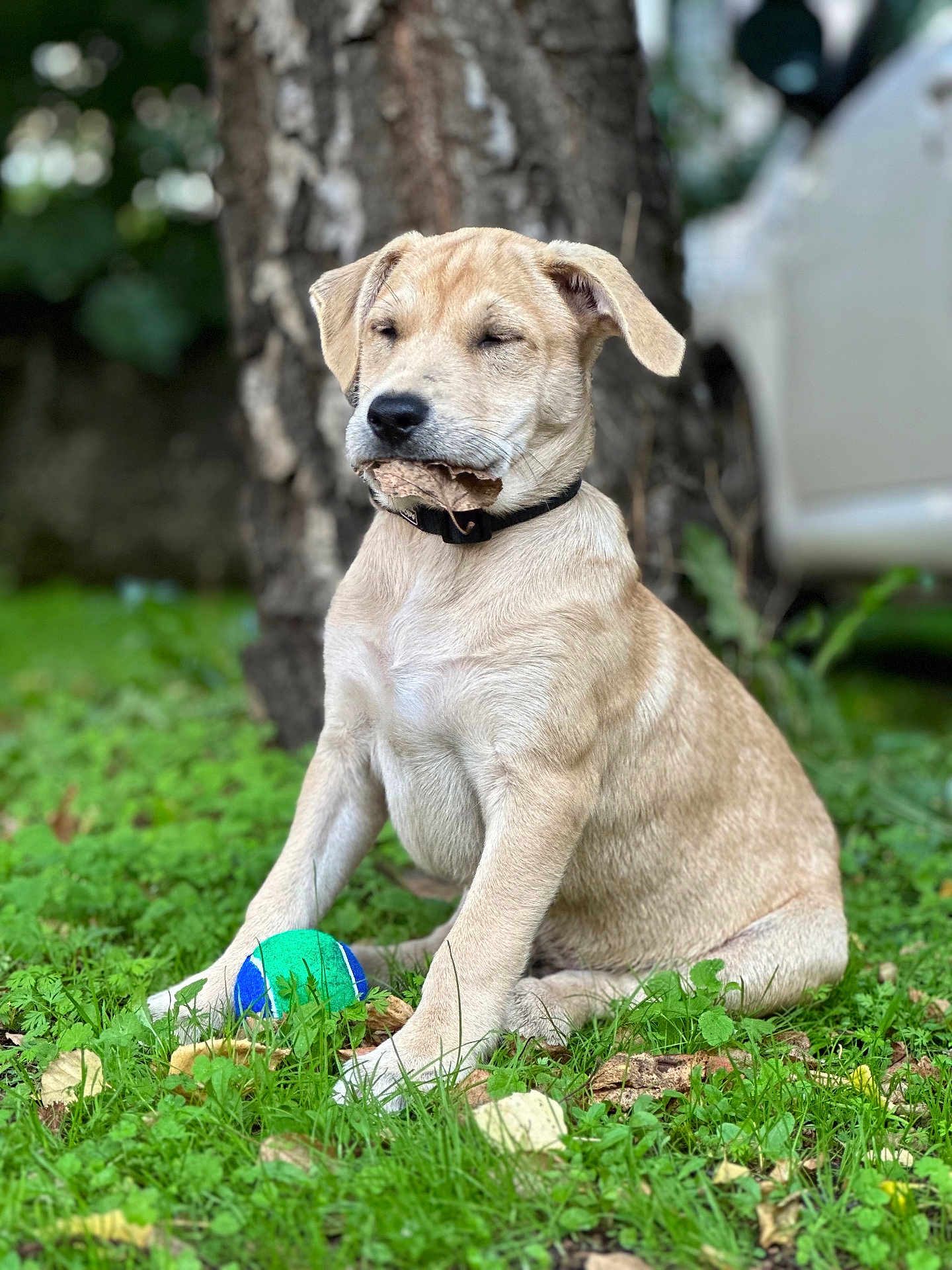 Midra a rejoint le concours — aidez-le/la à gagner de superbes lots ! puppy, dog, grass, leaf, ball, outdoor, tree_trunk, collar, pet, nature, young_dog, sitting, playful, animal, greenery, daylight, canine, cute, fur, closeup