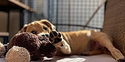 Midra a rejoint le concours — aidez-le/la à gagner de superbes lots ! dog, paw, stuffed_toy, indoor, relaxing, sunlight, shadow, bed, brown, white, furniture, blurred_background, pet, canine, resting, closeup, soft_toy, animal, domestic_animal, playful