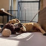 dog, paw, stuffed_toy, indoor, relaxing, sunlight, shadow, bed, brown, white, furniture, blurred_background, pet, canine, resting, closeup, soft_toy, animal, domestic_animal, playful
