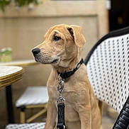Midra a rejoint le concours — aidez-le/la à gagner de superbes lots ! puppy, dog, leash, collar, chair, outdoor, cafe, pet, animal, young, sitting, side_profile, brown, fur, cute, domestic_animal, table, background_blur, calm, daylight