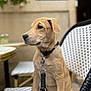 puppy, dog, leash, collar, chair, outdoor, cafe, pet, animal, young, sitting, side_profile, brown, fur, cute, domestic_animal, table, background_blur, calm, daylight
