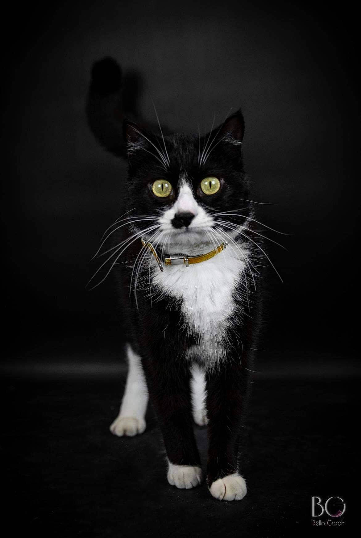 Biscotte participe au concours pour gagner de l'argent avec cette photo : carnivore, cat, darkness, domestic_short_haired_cat, eye, felidae, flash_photography, formal_wear, fur, grey, liquid, monochrome, monochrome_photography, paw, small_to_medium_sized_cats, snout, still_life_photography, tail, vertebrate, whiskers