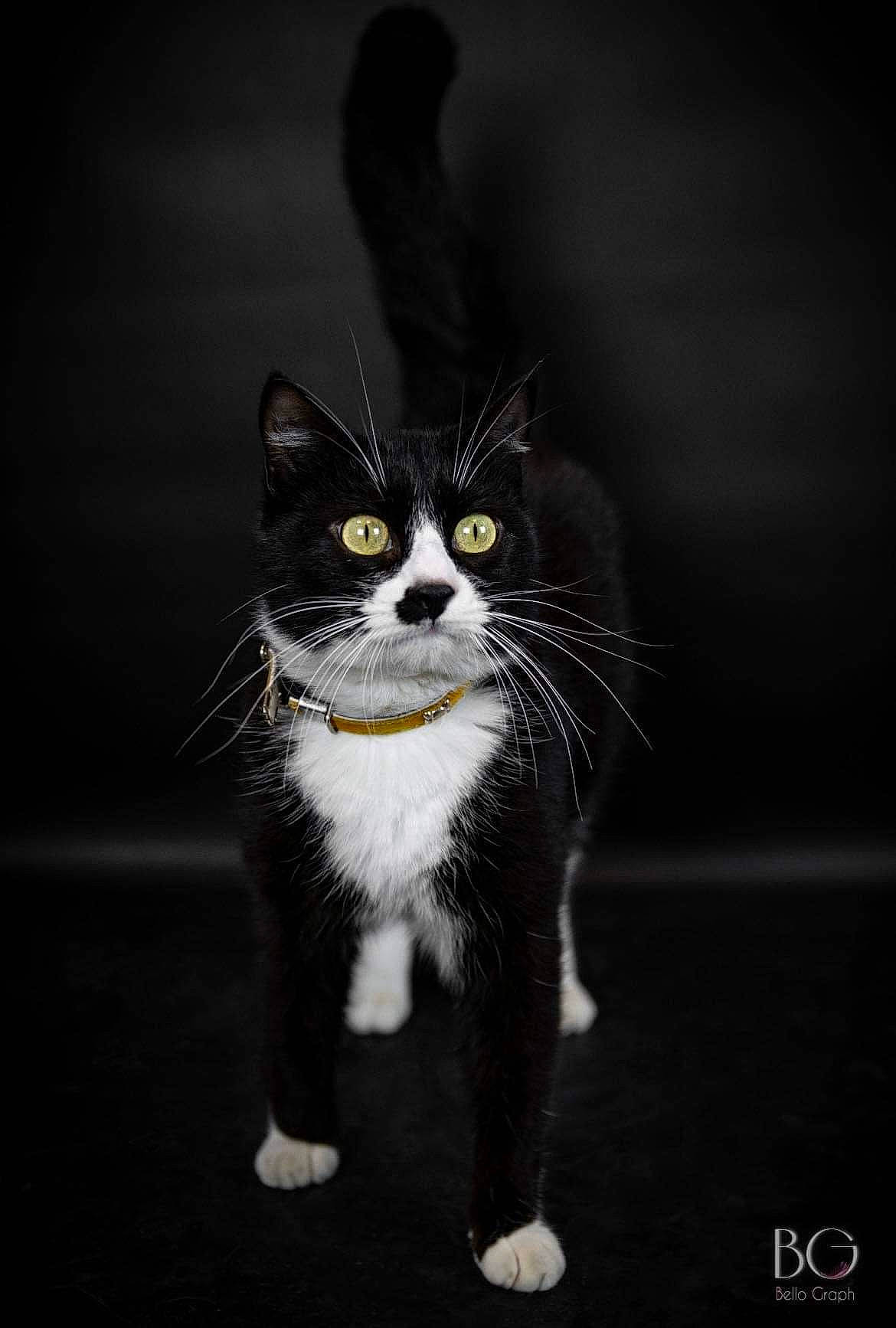 Biscotte participe au concours pour gagner de l'argent avec cette photo : carnivore, cat, darkness, domestic_short_haired_cat, felidae, flash_photography, font, formal_wear, fur, grey, monochrome, monochrome_photography, paw, photo_caption, small_to_medium_sized_cats, snout, still_life_photography, tail, terrestrial_animal, whiskers