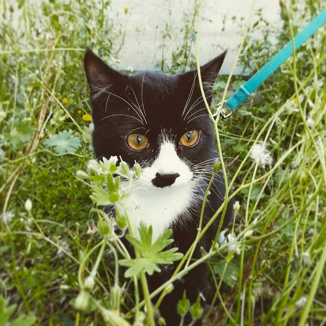 Biscotte a rejoint le concours — aidez-le/la à gagner de superbes lots ! black_cat, carnivore, cat, domestic_short_haired_cat, eye, felidae, fur, grass, green, organism, plant, small_to_medium_sized_cats, snout, tree, whiskers