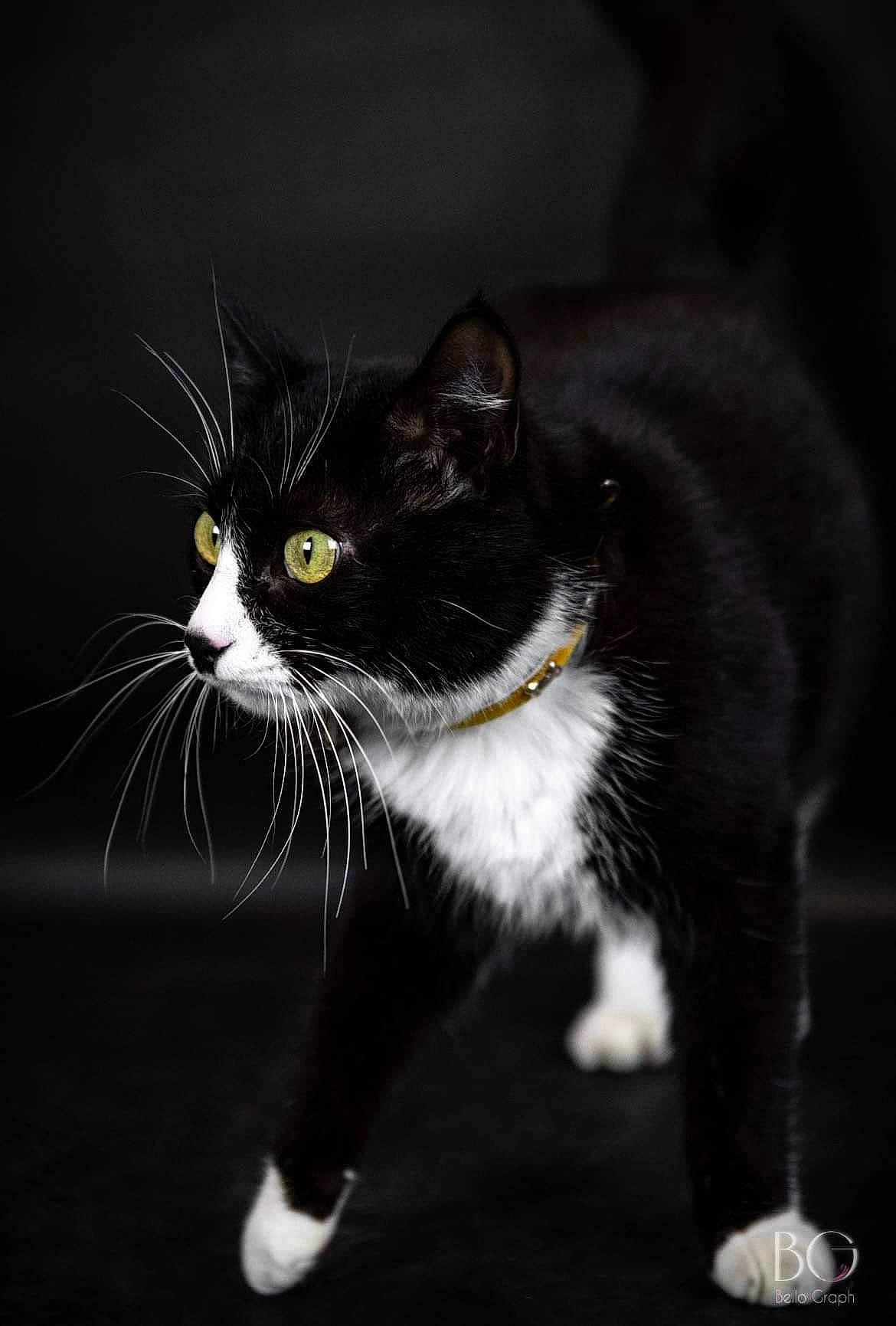 Biscotte participe au concours pour gagner de l'argent avec cette photo : black_cat, carnivore, cat, close_up, darkness, domestic_short_haired_cat, eye, felidae, fur, grass, grey, monochrome, monochrome_photography, night, paw, small_to_medium_sized_cats, snout, still_life_photography, tail, whiskers