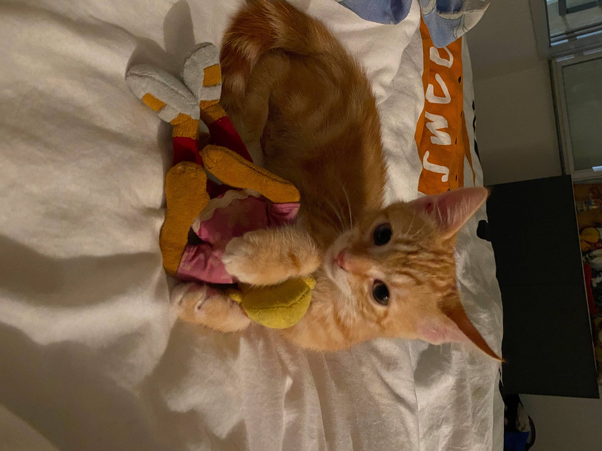 Crotte a rejoint le concours — aidez-le/la à gagner de superbes lots ! carnivore, cat, fawn, felidae, kitten, small_to_medium_sized_cats, whiskers