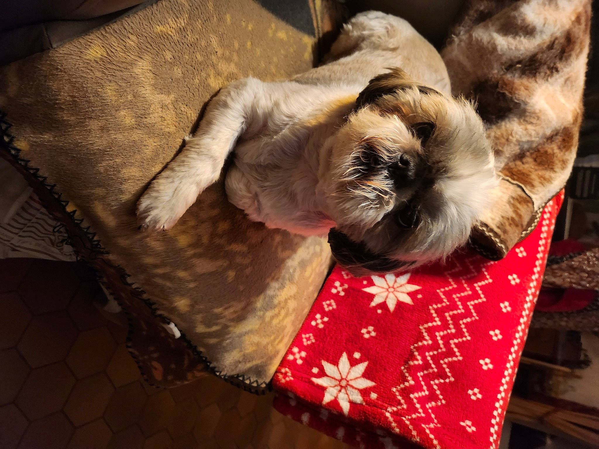 Logo a rejoint le concours — aidez-le/la à gagner de superbes lots ! canidae, carmine, carnivore, cat, comfort, companion_dog, dog_breed, fawn, felidae, flooring, fur, linens, nap, pattern, siamese, small_to_medium_sized_cats, snout, sporting_group, tail, whiskers