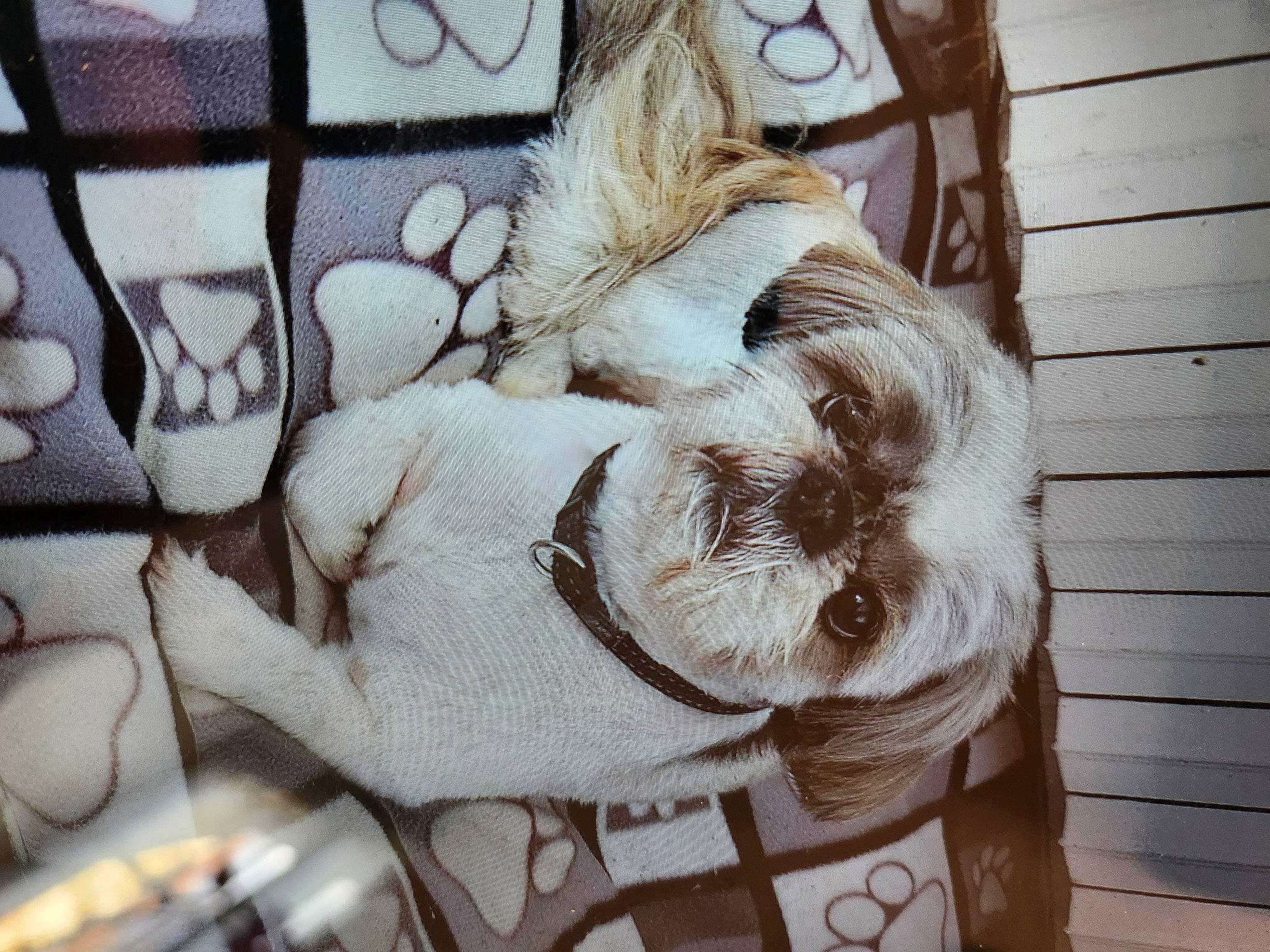 Logo a rejoint le concours — aidez-le/la à gagner de superbes lots ! art, beard, companion_dog, eyewear, fawn, felidae, fur, human_leg, illustration, pattern, personal_protective_equipment, room, small_to_medium_sized_cats, snout, still_life, visual_arts, whiskers, window, wood, wool