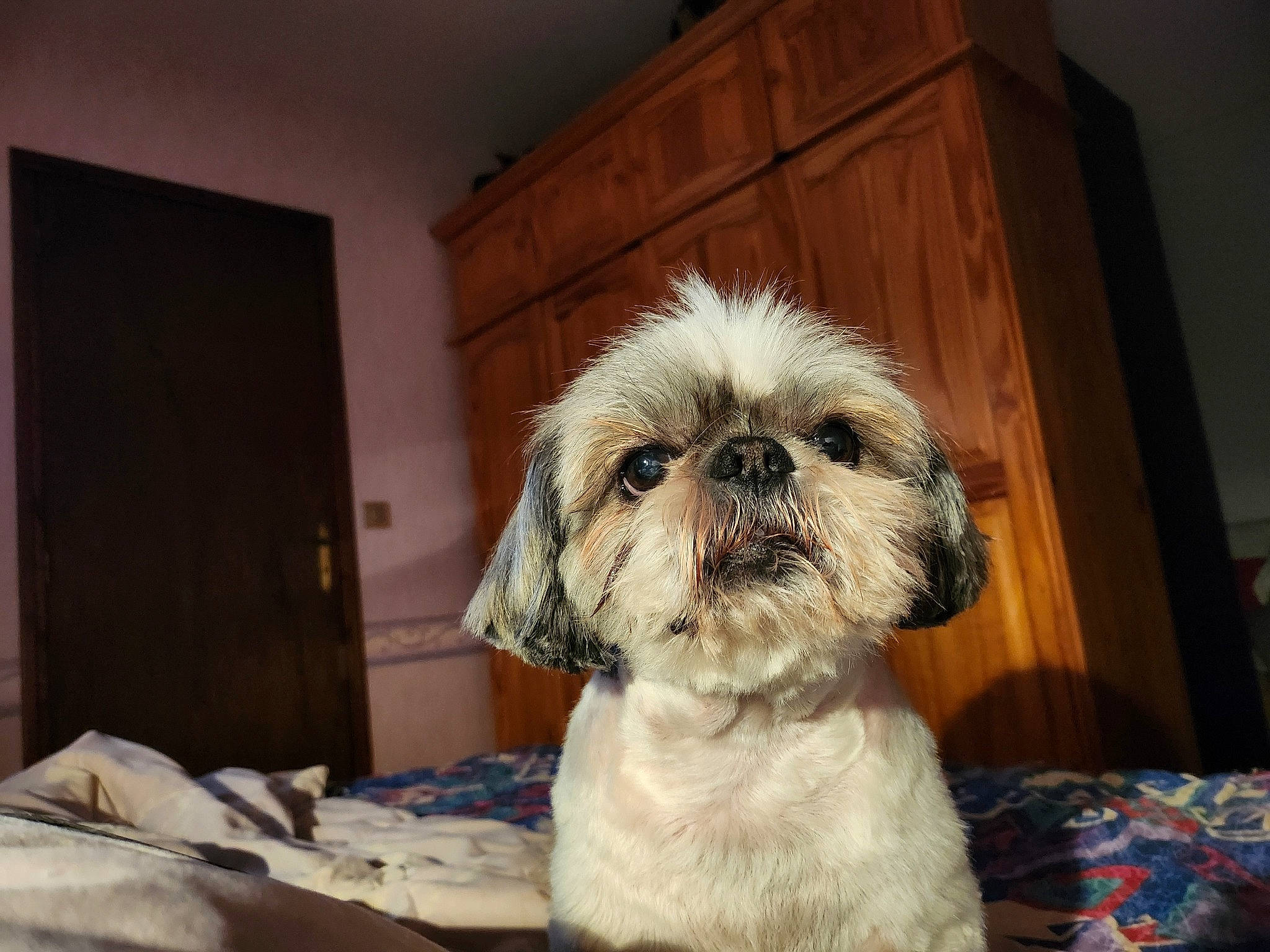 Logo a rejoint le concours — aidez-le/la à gagner de superbes lots ! canidae, carnivore, comfort, companion_dog, dog, dog_breed, door, fawn, fur, liver, maltepoo, pet_supply, shih_poo, shih_tzu, small_terrier, snout, sporting_group, terrier, toy_dog, wood