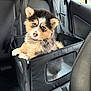 Ava a rejoint le concours — aidez-le/la à gagner de superbes lots ! puppy, dog, pet_carrier, car_interior, black_leather_seat, blue_eyes, fluffy, cute, young_dog, mesh_window, seat_belt, car_seat, adorable, animal, pet, furry, travel, resting, curious, small_dog