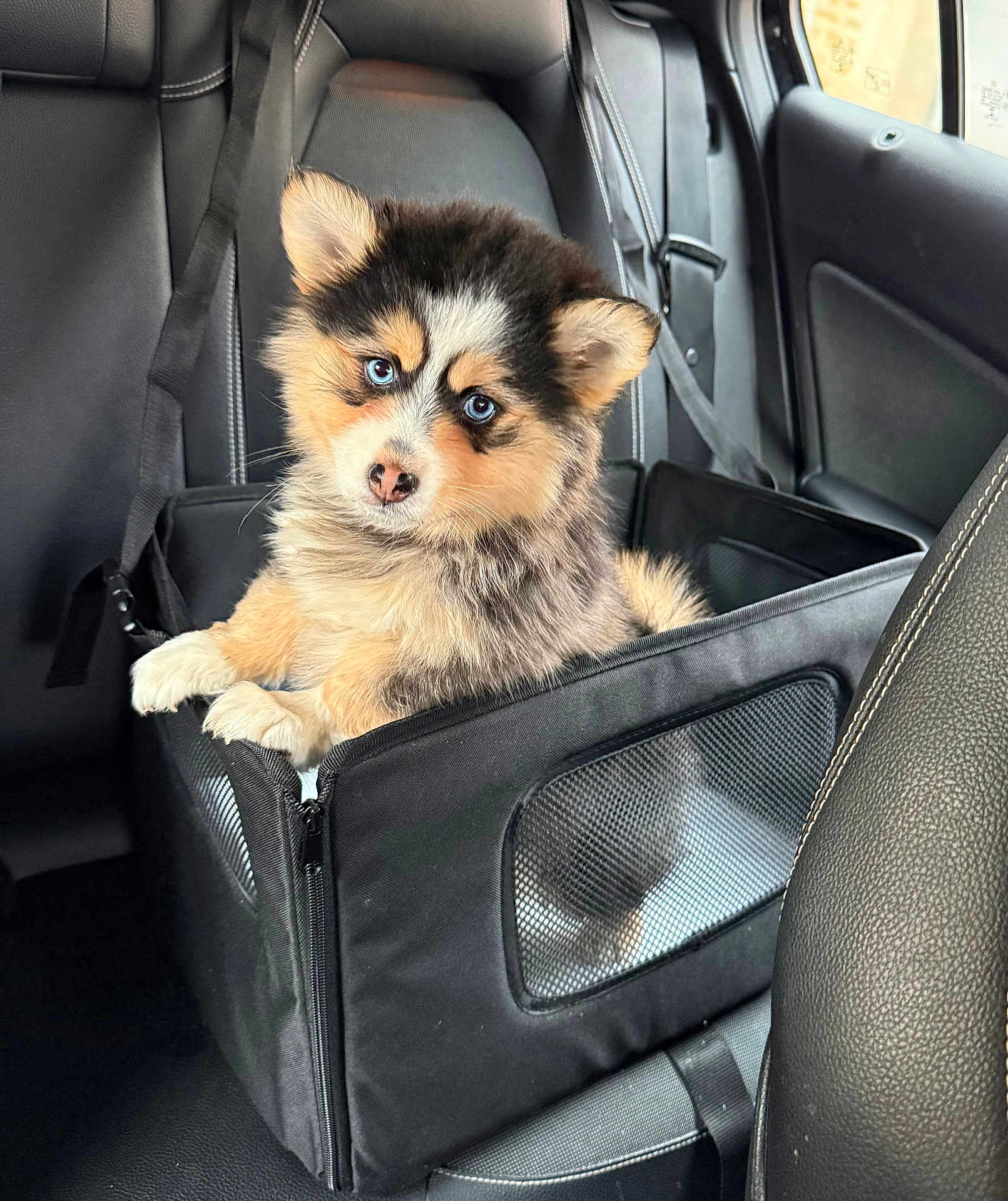 Ava a rejoint le concours — aidez-le/la à gagner de superbes lots ! puppy, dog, pet_carrier, car_interior, black_leather_seat, blue_eyes, fluffy, cute, young_dog, mesh_window, seat_belt, car_seat, adorable, animal, pet, furry, travel, resting, curious, small_dog