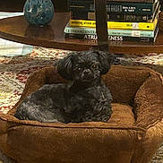 Bella joined the competition — help win amazing prizes! dog, pet_bed, brown, black_dog, rug, coffee_table, books, vase, decor, indoor, furniture, relaxed, cozy, small_dog, carpet, wood_floor, living_room, stacked_books, animal, domestic