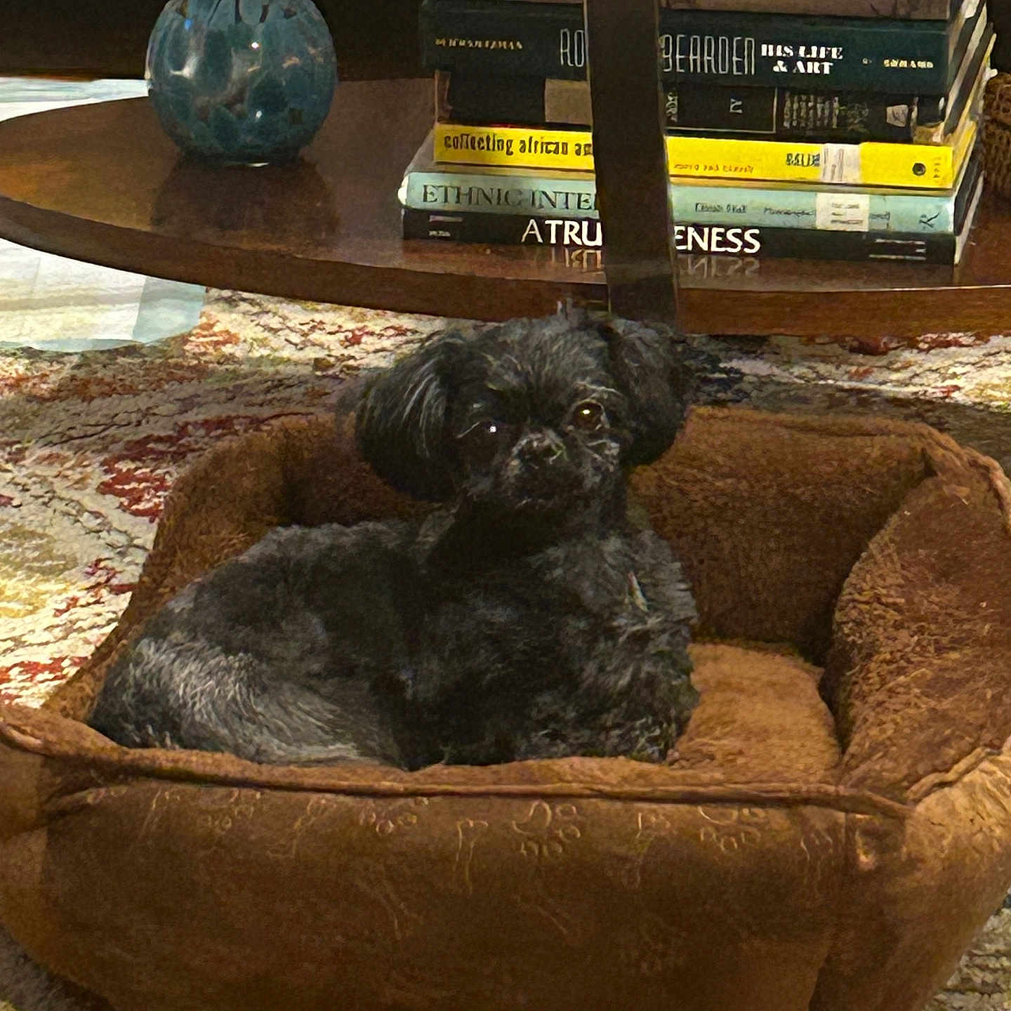 Bella joined the competition — help win amazing prizes! animal, black_dog, books, brown, carpet, coffee_table, cozy, decor, dog, domestic, furniture, indoor, living_room, pet_bed, relaxed, rug, small_dog, stacked_books, vase, wood_floor