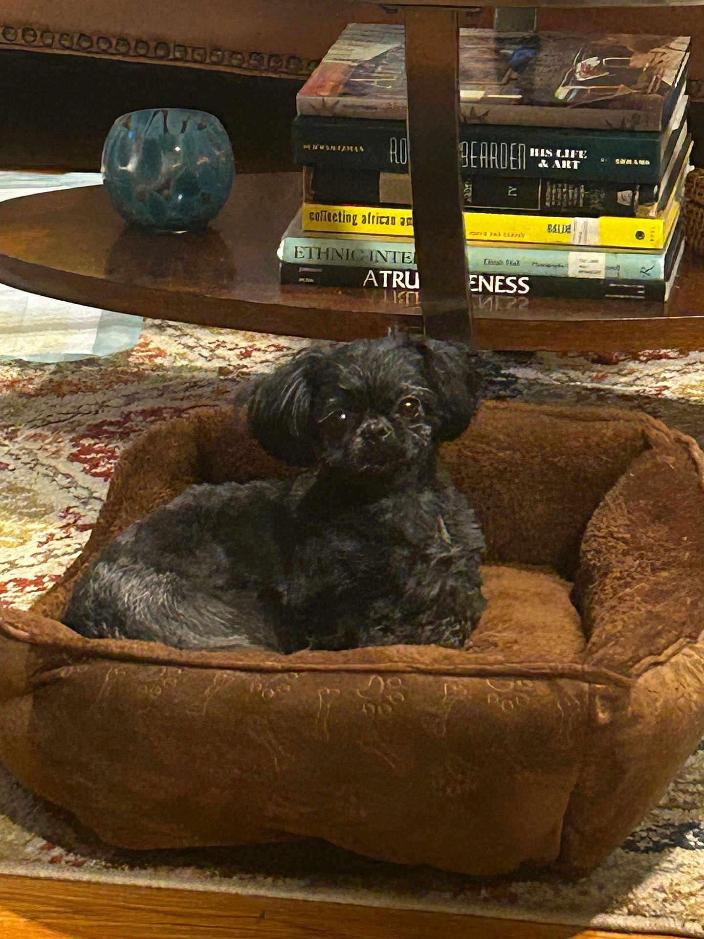 Bella joined the competition — help win amazing prizes! dog, pet_bed, brown, black_dog, rug, coffee_table, books, vase, decor, indoor, furniture, relaxed, cozy, small_dog, carpet, wood_floor, living_room, stacked_books, animal, domestic