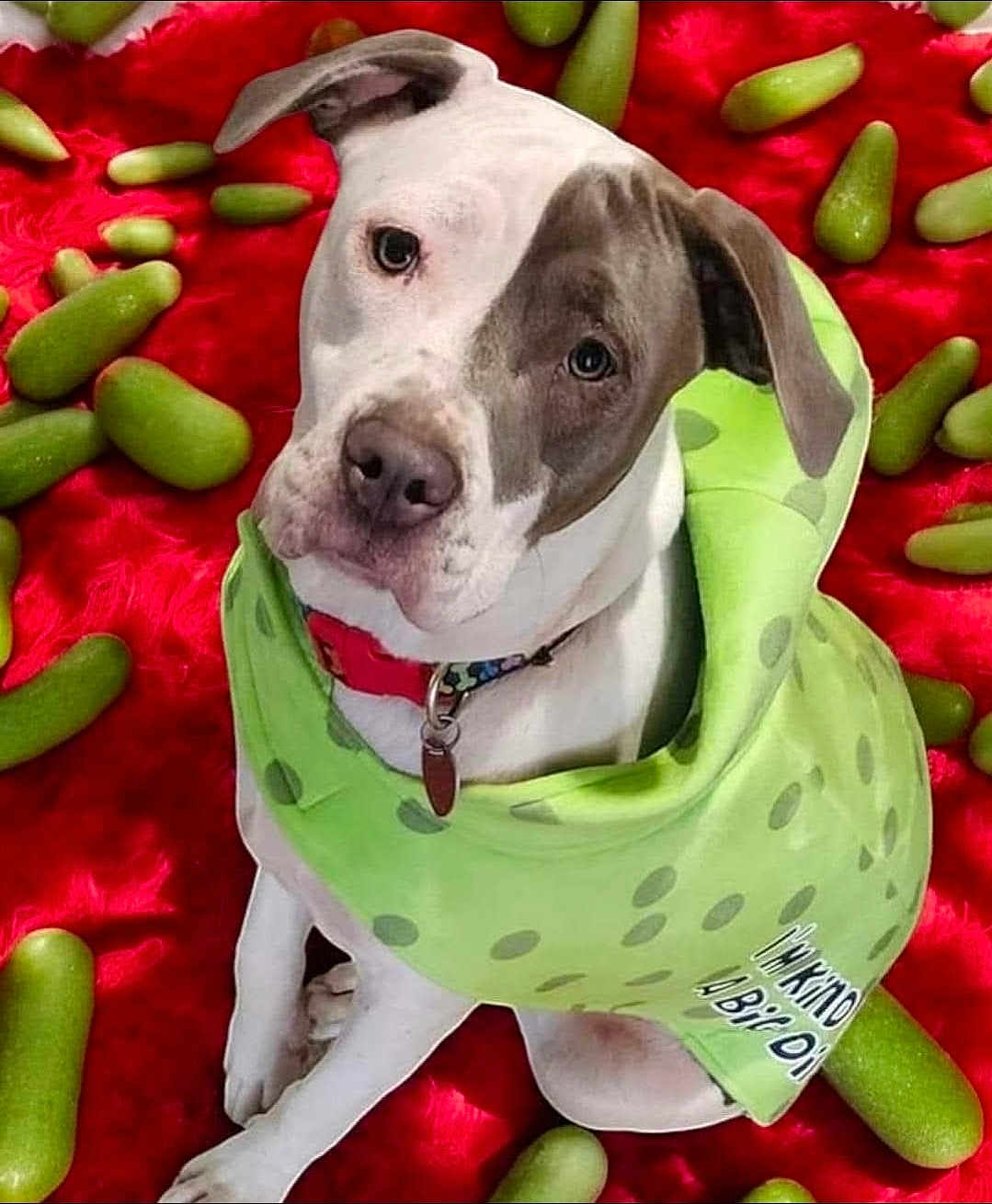 Pickle is registered to the contest to win money with this photo: dog, pit_bull, pet, portrait, sitting, white_and_gray, collar, dog_tag, green_bandana, polka_dots, red_blanket, plush_background, cute, looking_up, ears, paws, close_up, toy_like_objects, adorable, indoor