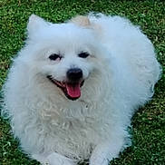 Diamon a rejoint le concours — aidez-le/la à gagner de superbes lots ! dog, white_dog, fluffy, grass, outdoor, pet, animal, happy, tongue_out, curly_fur, lying_down, nature, canine, smiling, playful, fur, mammal, friendly, companion, resting