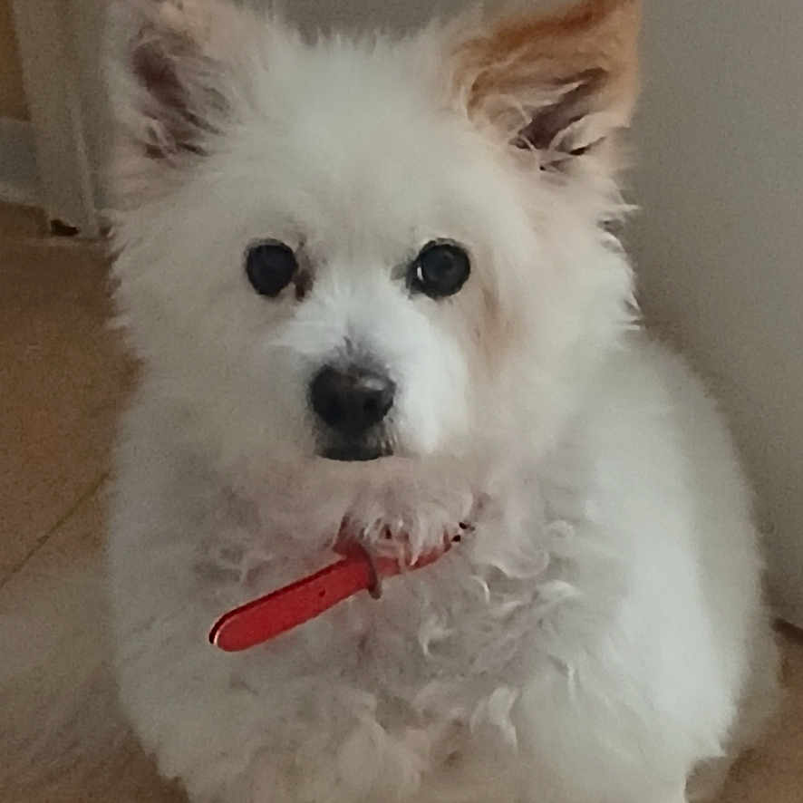 Diamon participe au concours pour gagner de l'argent avec cette photo : animal, calm, canine, collar, companion, cute, dog, domestic_animal, ears, floor, fluffy, fur, indoor, looking_at_camera, paw, pet, portrait, sitting, small_dog, white_dog