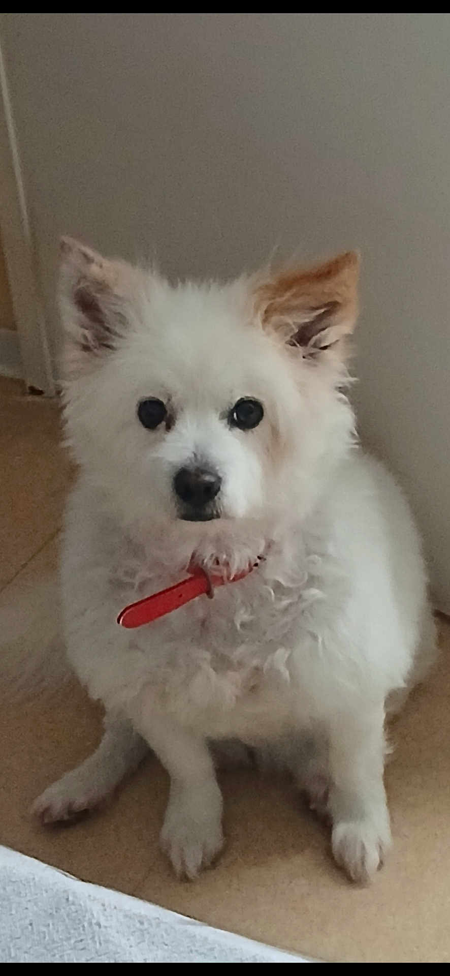 Diamon participe au concours pour gagner de l'argent avec cette photo : dog, white_dog, fluffy, pet, animal, indoor, collar, sitting, fur, cute, small_dog, canine, domestic_animal, portrait, looking_at_camera, ears, paw, floor, calm, companion