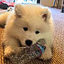 Snowy joined the competition — help win amazing prizes! puppy, dog, white, fluffy, indoor, carpet, toy, plastic_bottle, chewing, pet, cute, animal, playful, floor, furniture, living_room, closeup, young, domestic, household