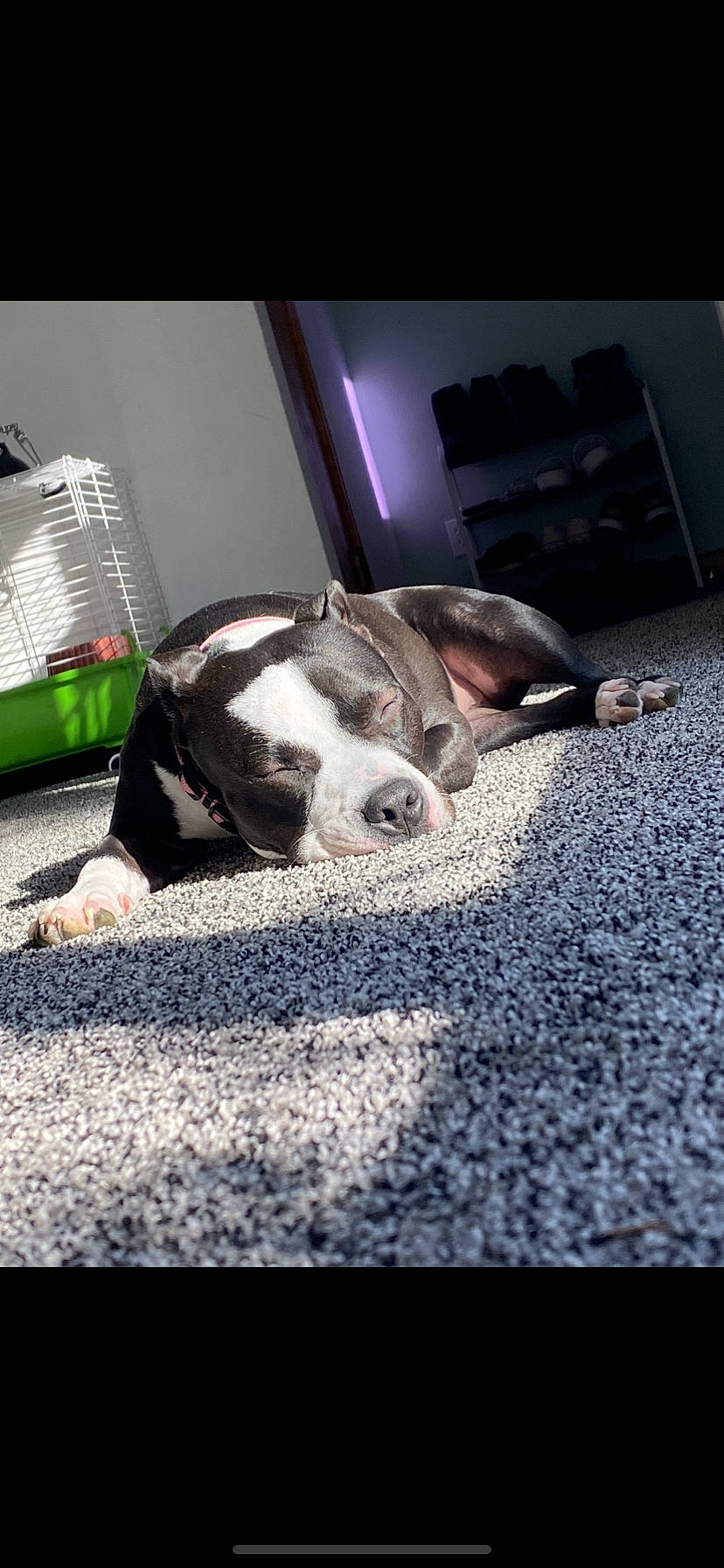 Olive is registered to the contest to win money with this photo: boston_terrier, bulldog, canidae, carnivore, comfort, companion_dog, dog, dog_breed, fawn, floor, flooring, fur, non_sporting_group, paw, pet_supply, snout, sporting_group, terrestrial_animal, whiskers, working_animal