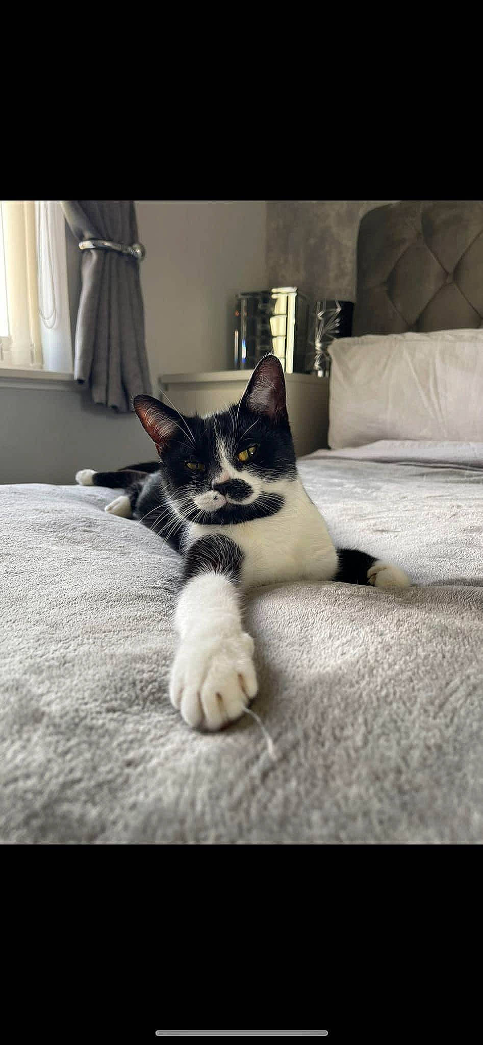 Chip is registered to the contest to win money with this photo: bedding, carnivore, cat, comfort, curtain, domestic_short_haired_cat, felidae, floor, flooring, fur, grey, linens, monochrome_photography, picture_frame, small_to_medium_sized_cats, snout, tail, textile, whiskers, window