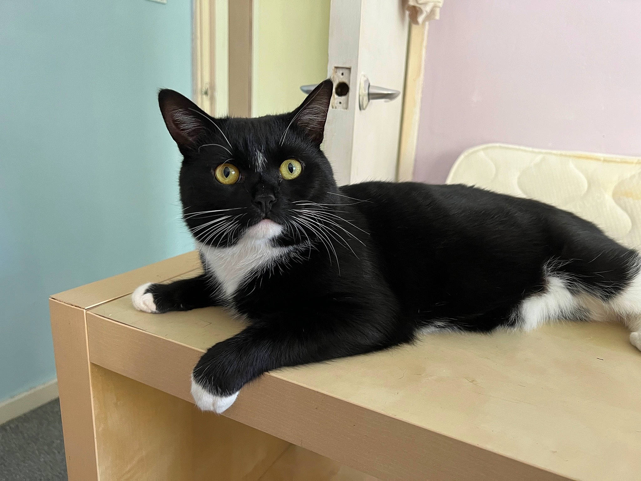 Shelby is registered to the contest to win money with this photo: black_cat, box, cardboard, carnivore, cat, comfort, domestic_short_haired_cat, felidae, flooring, fur, hardwood, rectangle, room, sitting, small_to_medium_sized_cats, snout, table, tail, whiskers, window