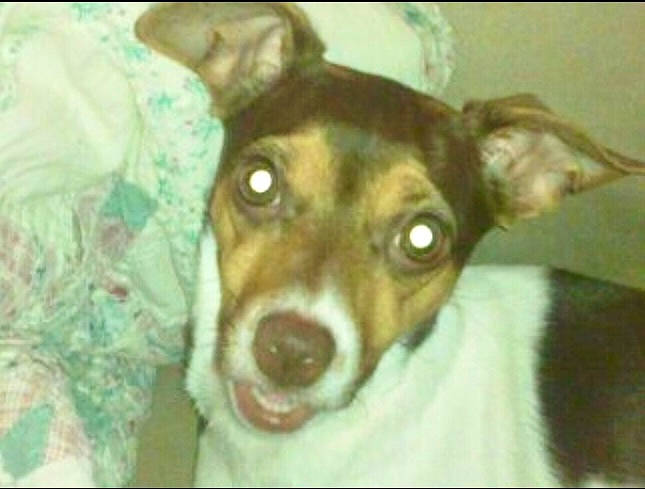 Faith joined the competition — help win amazing prizes! ancient_dog_breeds, canidae, carnivore, companion_dog, dog, dog_breed, ear, fawn, puppy, sporting_group, terrestrial_animal, terrier, toy_dog, whiskers, working_animal