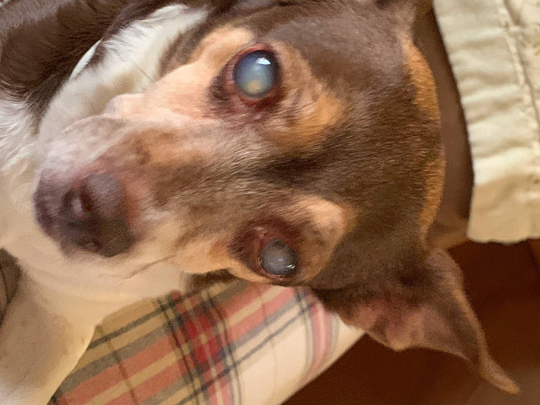 Faith joined the competition — help win amazing prizes! canidae, carnivore, comfort, companion_dog, dog, dog_breed, ear, eyelash, fawn, fur, gun_dog, liver, pattern, pet_supply, plaid, sporting_group, tartan, whiskers, working_animal