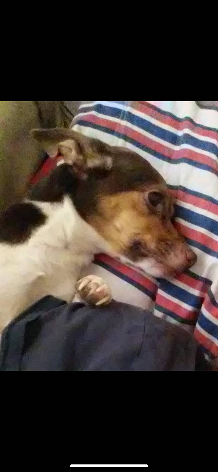 Faith joined the competition — help win amazing prizes! carnivore, collar, comfort, companion_dog, dog, dog_breed, dog_supply, fawn, fur, linens, paw, pet_supply, plaid, puppy_love, service, square, terrier, toy_dog, whiskers, working_animal