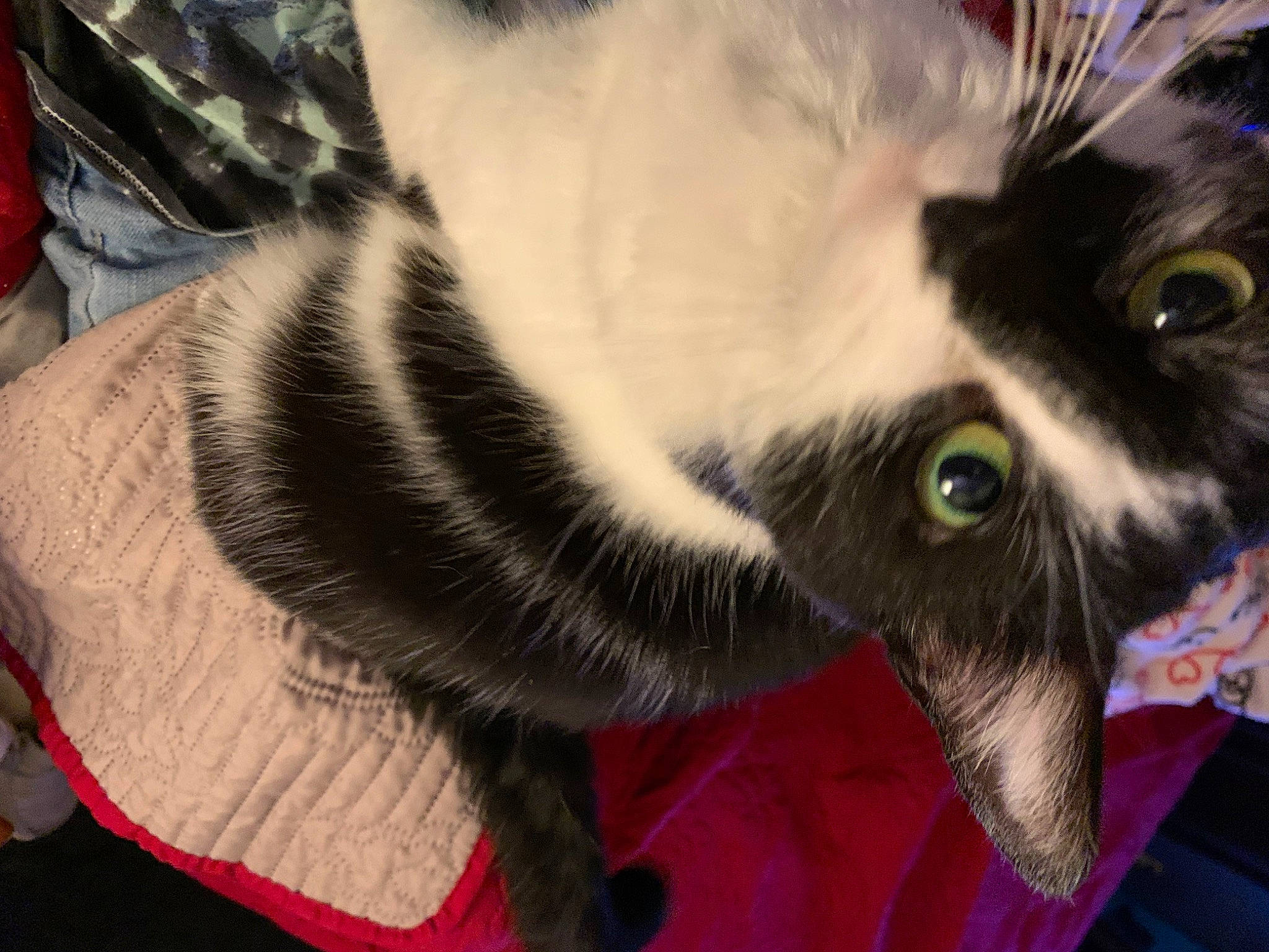 Jazzy joined the competition — help win amazing prizes! carnivore, cat, claw, domestic_short_haired_cat, ear, eye, felidae, fur, paw, small_to_medium_sized_cats, snout, tail, whiskers