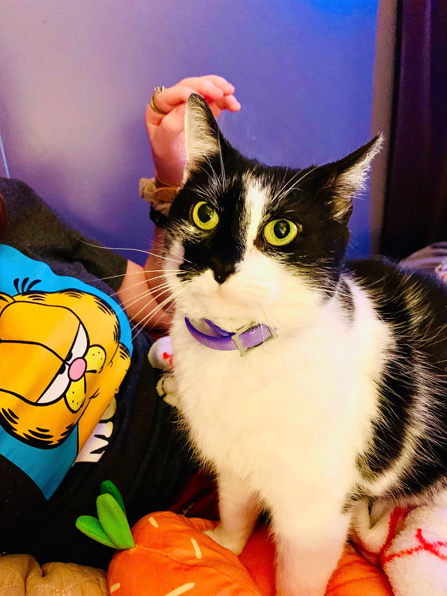 Jazzy joined the competition — help win amazing prizes! bag, ball, calabaza, carnivore, cat, curtain, domestic_short_haired_cat, felidae, foot, fur, gourd, paw, shorts, small_to_medium_sized_cats, snout, sports_equipment, stuffed_toy, tail, toy, whiskers