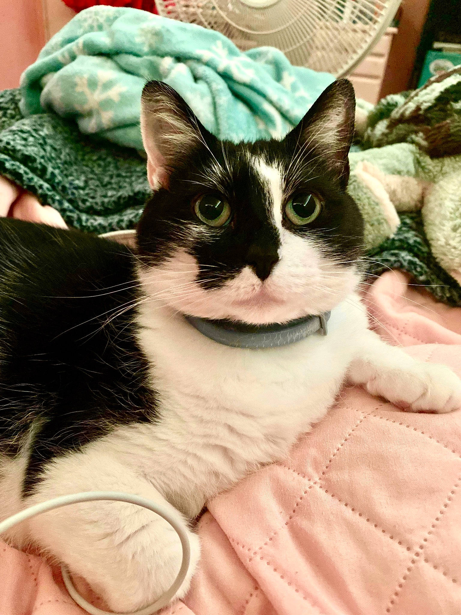 Jazzy joined the competition — help win amazing prizes! carnivore, cat, comfort, domestic_short_haired_cat, felidae, fur, grass, green, pattern, paw, plant, sitting, small_to_medium_sized_cats, snout, tail, tree, whiskers, window