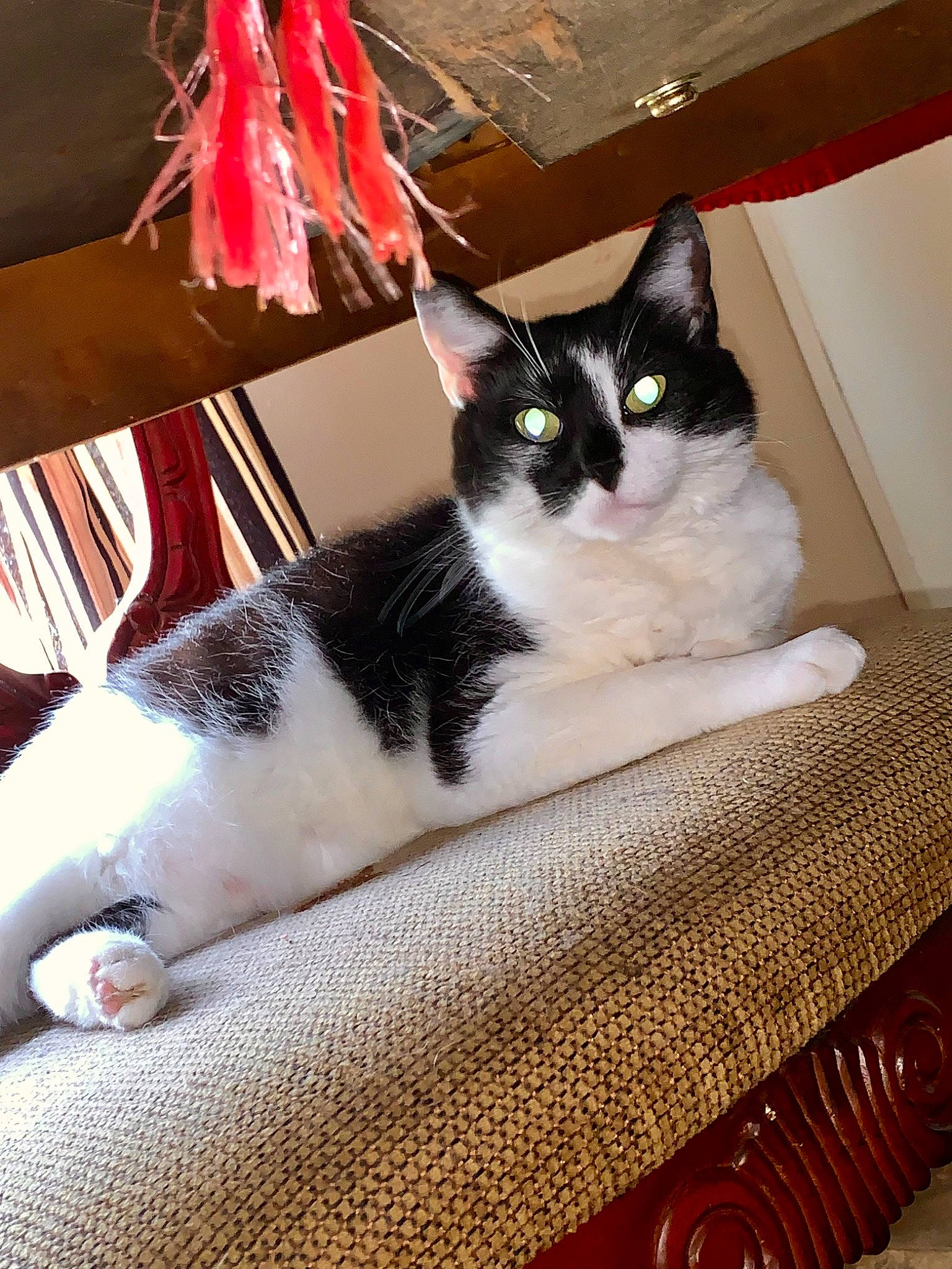 Jazzy is registered to the contest to win money with this photo: box, carmine, carnivore, cat, comfort, domestic_short_haired_cat, felidae, formal_wear, fur, linens, mat, paw, room, sitting, small_to_medium_sized_cats, tail, whiskers, wood