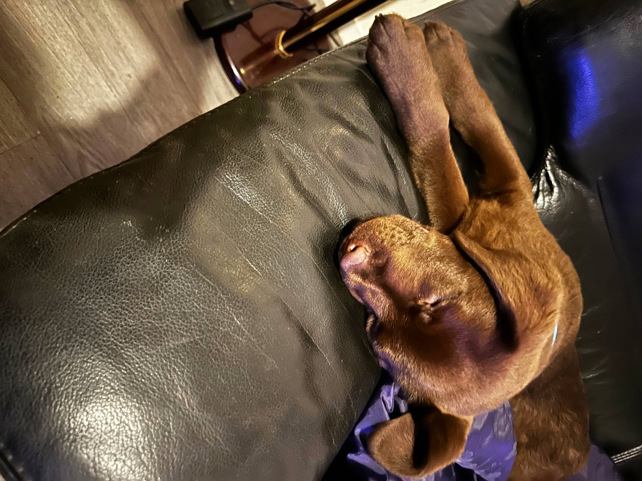 Heïko a rejoint le concours — aidez-le/la à gagner de superbes lots ! canidae, carnivore, comfort, companion_dog, dog, dog_breed, fawn, felidae, fur, guard_dog, human_leg, kitchen_utensil, liver, nap, snout, sporting_group, weimaraner, whiskers, working_animal, wrinkle